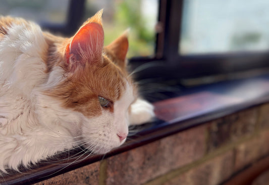 Can I Compost Cat Litter?